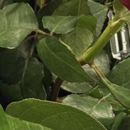 Ate up leaf