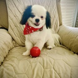 Yuppie Puppies - A fresh cut and my ball, I'm so happy!