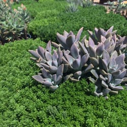 Blue Oak Garden Center - Succulents!