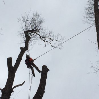 Turning Leaf Tree Service - Tree Services Near Me Turning Leaf Tree Service - Tree Services Near Me