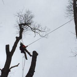Turning Leaf Tree Service
