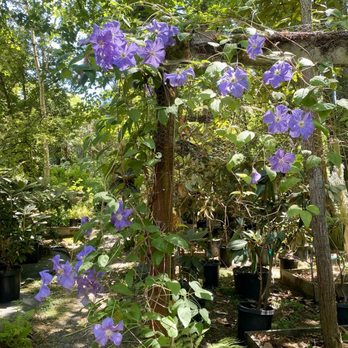Botanica  - Clematis vines - Nurseries & Gardening Near Me - Sebastopol, California