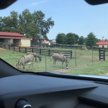 Southern Belle Farm - Donkeys - Pick Your Own Farms Near Me - McDonough, Georgia Southern Belle Farm - Donkeys - Pick Your Own Farms Near Me - McDonough, Georgia