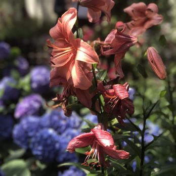 Lincoln Park Conservatory - Parks Near Me - Chicago, Illinois