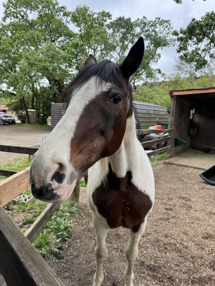 Dickson Ranch - equestrian in Woodacre, CA