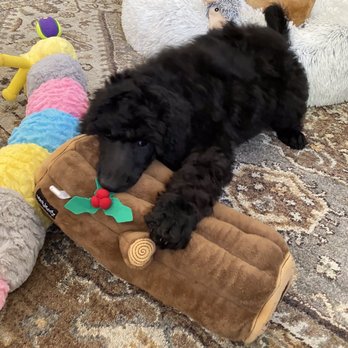 Heavenly Poodles And Doodles - Ten week standard poodle blue - Pet Breeders Near Me Heavenly Poodles And Doodles - Ten week standard poodle blue - Pet Breeders Near Me
