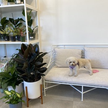 Plants by Post - Nugget Beat feels right at home - Nurseries & Gardening Near Me - Campbell, California