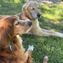Troubled To Trained - Our Dog family!
