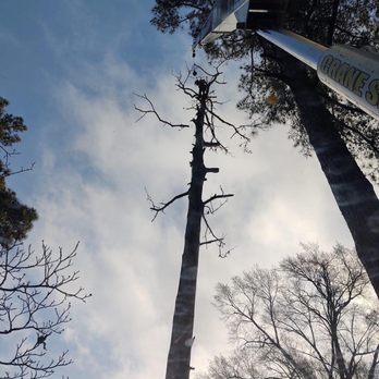 Poe’s Tree Pros - Dead pine removal Oxford NC - Tree Services Near Me - Butner, North Carolina