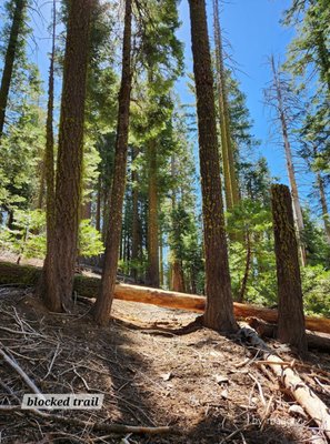 Mariposa Grove by null