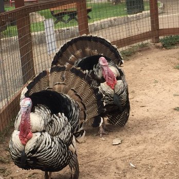 Amarillo Zoo - Zoos Near Me - Amarillo, Texas