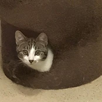 Premier Boarding Kennel - We board cats too! - Pet Groomers Near Me - Marengo, Ohio Premier Boarding Kennel - We board cats too! - Pet Groomers Near Me - Marengo, Ohio