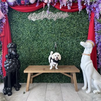 An Ideal Dog Wash - Pet Groomers Near Me - Anaheim, California