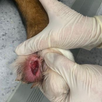 Flaxlands Boarding Kennels - Injury sustained at Flaxlands - Pet Sitting Near Me - Swindon, SWD Flaxlands Boarding Kennels - Injury sustained at Flaxlands - Pet Sitting Near Me - Swindon, SWD