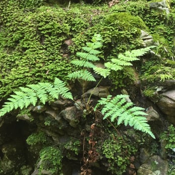 Bushkill Falls - Tours Near Me - Bushkill, Pennsylvania Bushkill Falls - Tours Near Me - Bushkill, Pennsylvania
