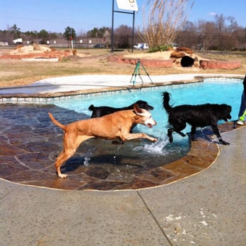 Bed Bath 'n Bonz - Playtime - Pet Groomers Near Me - Tyler, Texas