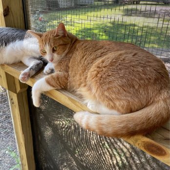Kitty Kat Haven & Rescue - Pet Adoption Near Me - Hoover, Alabama Kitty Kat Haven & Rescue - Pet Adoption Near Me - Hoover, Alabama