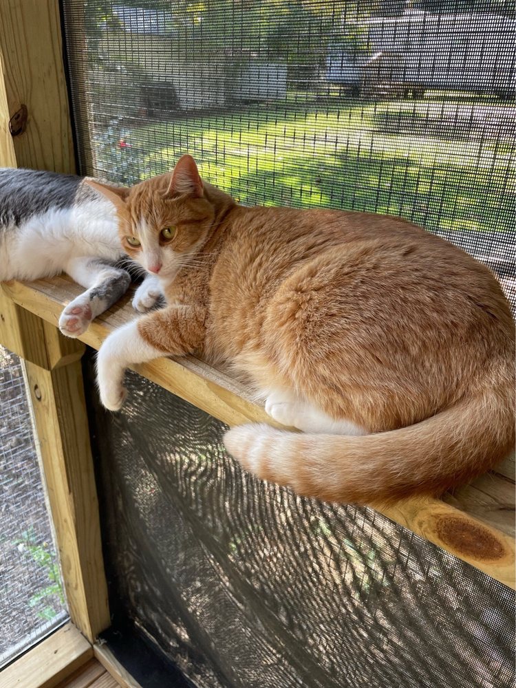 KITTY KAT HAVEN & RESCUE Updated July 2024 24 Photos & 11 Reviews