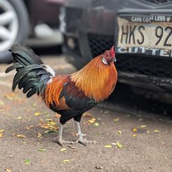 Dozens roaming around the area