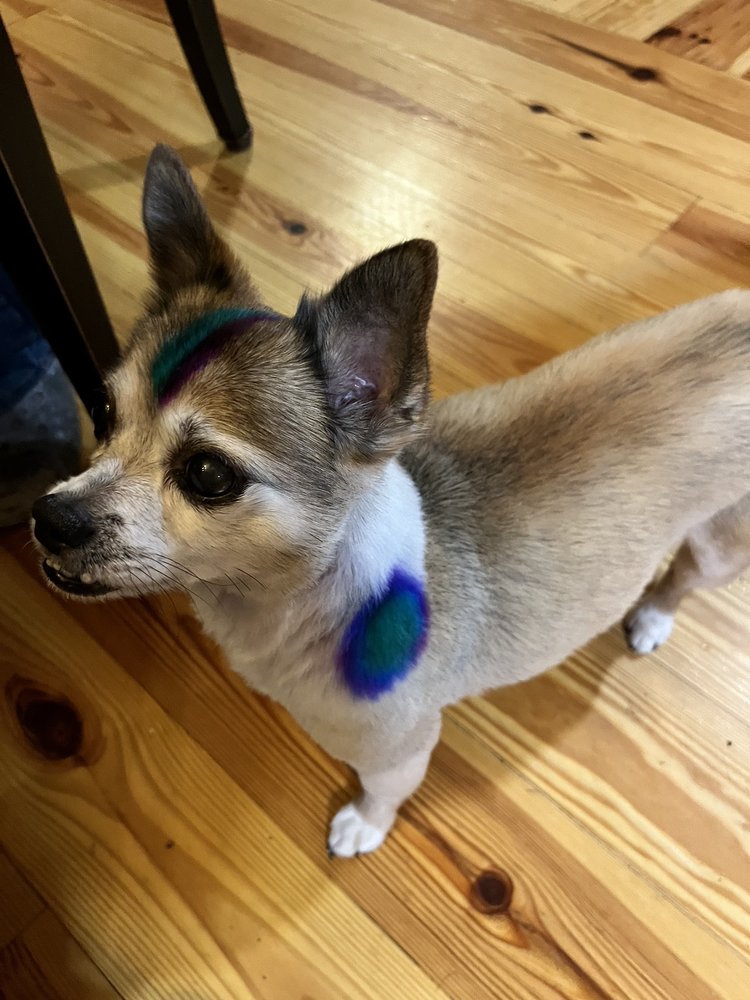 UNDER THE BODHI TREE GROOMING Request an Appointment 10813