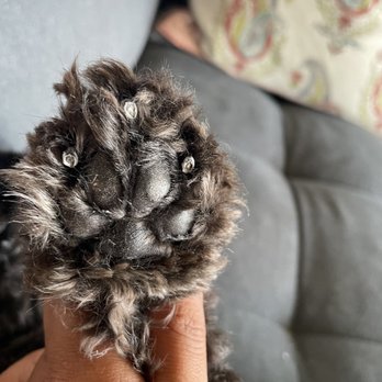 Showered Pets Mobile Grooming - Tell me this is a clean paw? - Pet Groomers Near Me