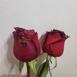 Designer Blooms