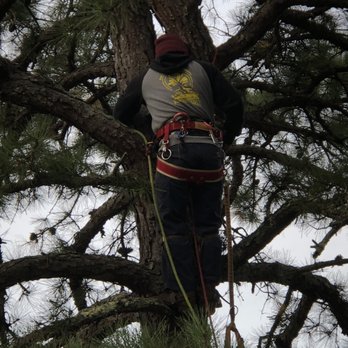 Felix Tree Expert - Tree Services Near Me - Franklin, North Carolina
