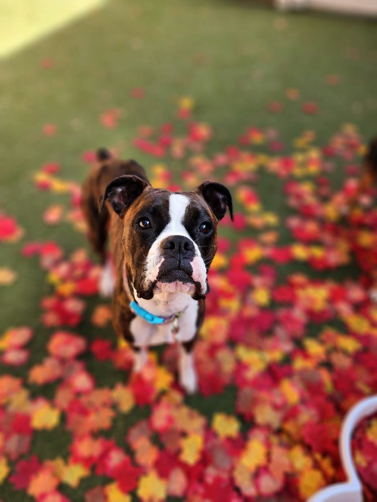 CAMP BOW WOW Updated October 2024 48 Photos & 67 Reviews 1795