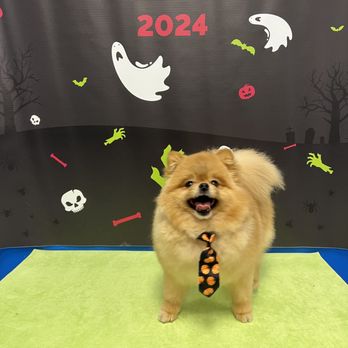 Splash and Dash - Pet Groomers Near Me - Sugar Land, Texas Splash and Dash - Pet Groomers Near Me - Sugar Land, Texas