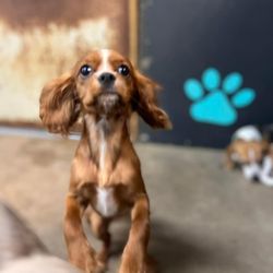Abbie's Dog House on Maple - Ophelia