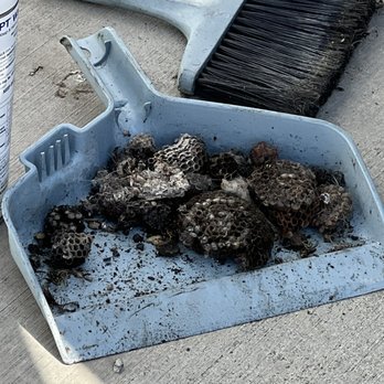 Save On Pest Control & Termites - These are the wasps Nests that Nory removed from my property - Pest Control Near Me Save On Pest Control & Termites - These are the wasps Nests that Nory removed from my property - Pest Control Near Me