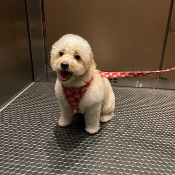 Expert Pet - Doodle haircut - Pet Stores Near Me - San Francisco, California