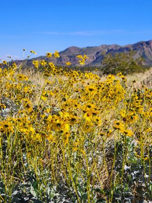 Tahquitz Canyon by null