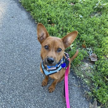 Korean K9 Rescue - Foster brother Tei - Animal Shelters Near Me - Astoria, New York