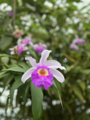 Conservatory of Flowers by null