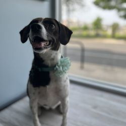 Premier Pet Services