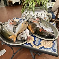 'o Parrucchiano - La Favorita - Fish hanging out in the restaurant.
