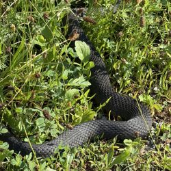 Great Meadows National Wildlife Refuge - Water Snake