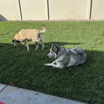 Quality Turf Sod Farm - two dogs and a cat - Landscaping Near Me - San Jacinto, California Quality Turf Sod Farm - two dogs and a cat - Landscaping Near Me - San Jacinto, California