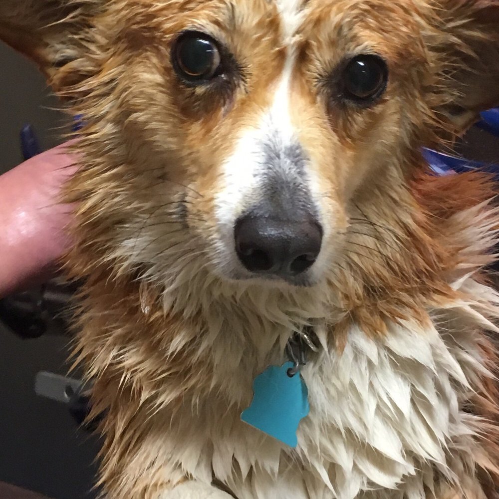Karla's Pet Rendezvous - Pet Groomers Near Me - Conway, New Hampshire