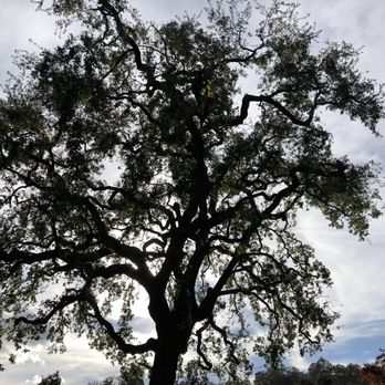 Arborland Tree Service - Tree Services Near Me Arborland Tree Service - Tree Services Near Me