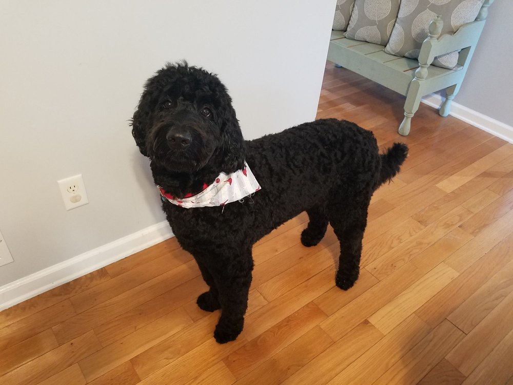 ADA’S PET GROOMING 11 Reviews 313 E Main St, Cartersville,