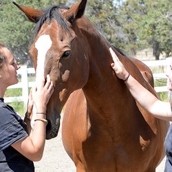 Academy at Sisters - Therapeutic Boarding School for Girls