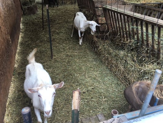 Caromont Farm by null