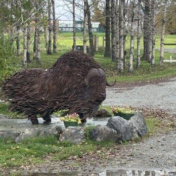 Musk Ox Farm - Outdoor Musk Ox - CSA Near Me - Palmer, Alaska