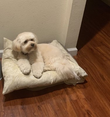 DESLY'S PET GROOMING by null