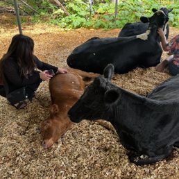 Hug a cow