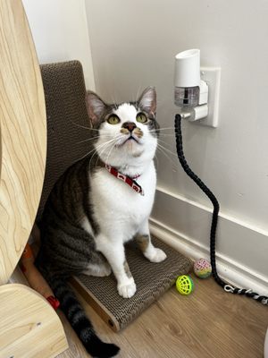 Get A Gato by null