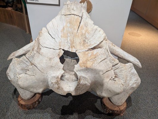 Southeast Alaska Discovery Center by null