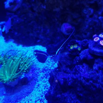 Advanced Marine Aquatics - Cleaner shrimp I named friend - Aquarium Services Near Me - Albertson, New York Advanced Marine Aquatics - Cleaner shrimp I named friend - Aquarium Services Near Me - Albertson, New York